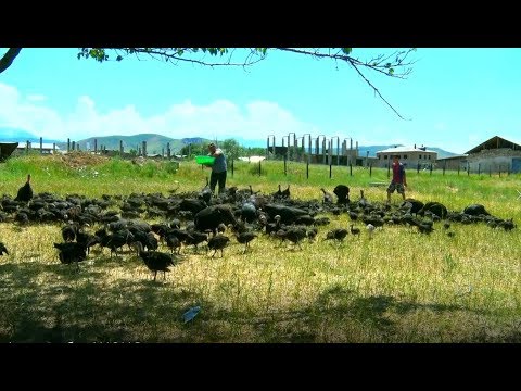 Видео: Үндүктөрдү кантип туура багып чоңойтуу керек/ Агро Чарба 2019