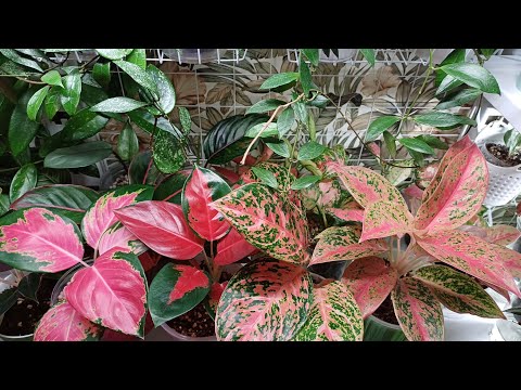 Видео: Аглаонемы, хойи, пеперомии☀️☀️☀️ Продолжение обзора моих растений🍀❤️🌿❤️☘️