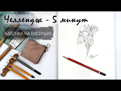 Видео: Бабочка на цветке за 5 минут простым карандашом. Рисуем регулярно. Быстрые наброски