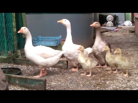 Видео: Иерархия у гусей. История гусят крупной серой и линды