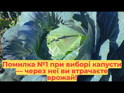 Видео: Хочете качани⚽⚽🏐🏐 як м’яч? Оберіть ці сорти капусти!🥬😍😍😍