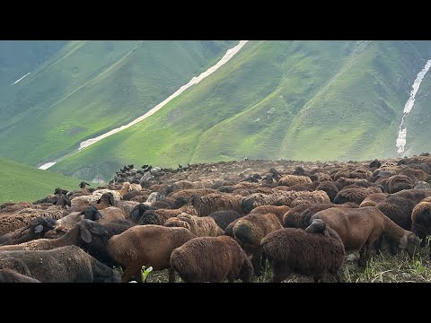 Видео: 4- Кисм Айлоки Хоит дарайи девона сув 👍🇹🇯 2025 г.