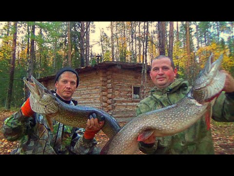 Видео: Вот это клёв!!! Крокодилы северных рек! Готовим ужин, блюдо "драный окунь". Рыбалка на севере. Тайга
