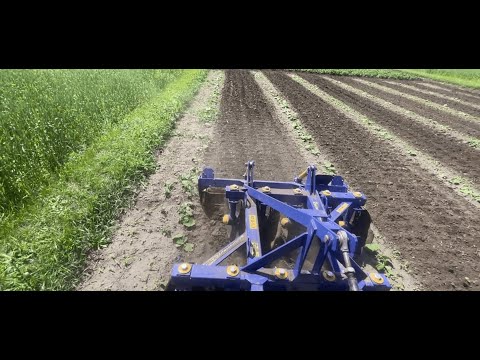 Видео: Прополка гарбуза дисковою бороною АГД 1,3 2025