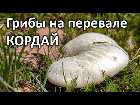 Видео: Нашли ПЕРВЫЕ ГРИБЫ в этом году!!! Перевал КОРДАЙ! Грибалка на белый степной гриб