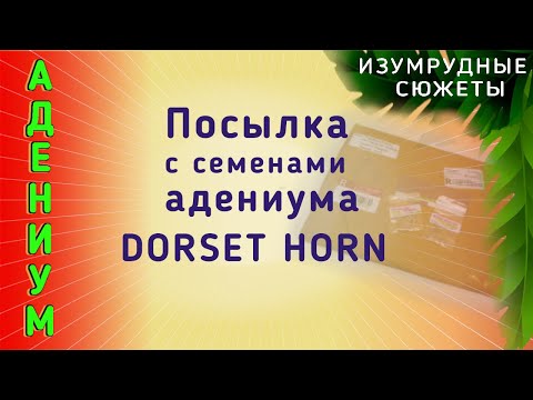 Видео: АДЕНИУМ  Посылка с семенами адениума DORSET HORN от Кессорна из Таиланда. Семена Сокотранумов.
