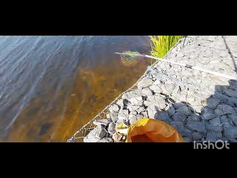 Видео: Рыбалка. Волга Калязин. Ни одна рыба не пострадала