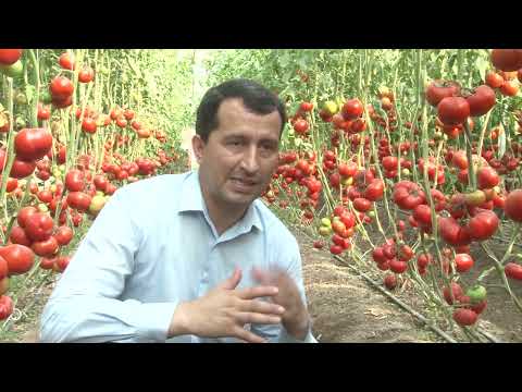 Видео: Дехкони дар шахри Бохтар Кургонтеппаи аввала 900172225