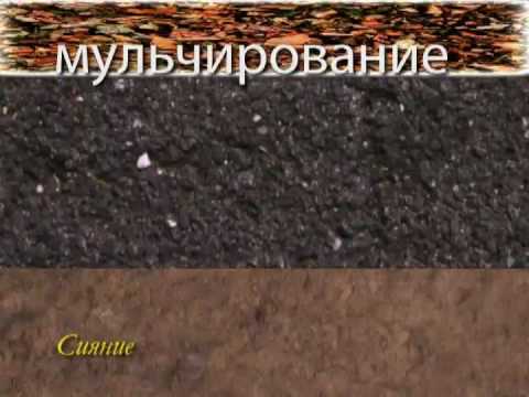 Видео: 6_Сидераты и мульчирование