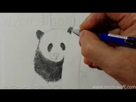 Видео: Рисуем панду карандашом