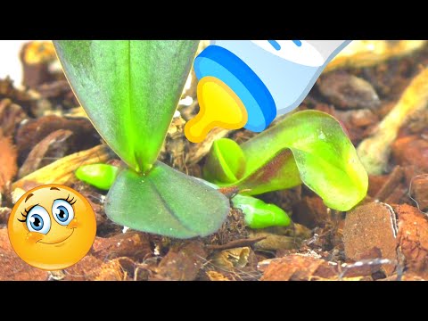 Видео: Детки орхидеи на сухих пеньках, спустя месяц. Это размножение Орхидеи фаленопсис?