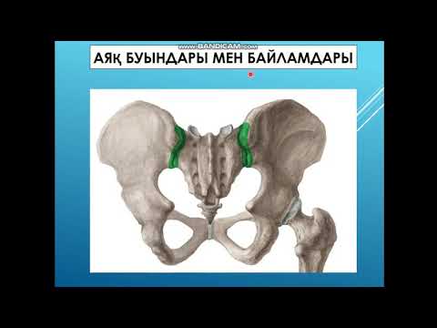 Видео: Аяқ буындары. Сегізкөз-мықын буыны. Жамбас белдеуі сүйектері арасындағы байланыстар.