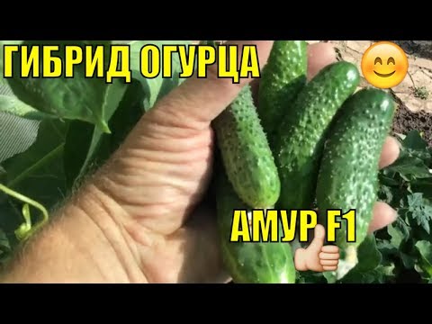 Видео: Огурцы в открытом грунте. Амур F1.
