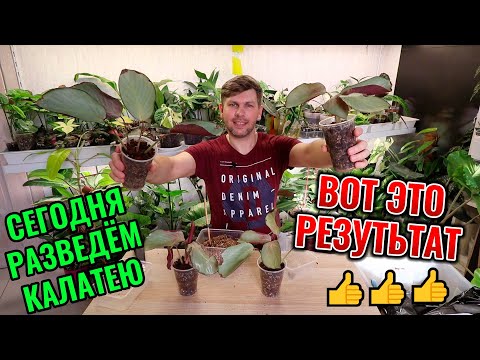 Видео: РАЗМНОЖЕНИЕ КАЛАТЕИ СИЛЬВЕР ПЛАТЕ | ВОТ ЭТО РЕЗУЛЬТАТ