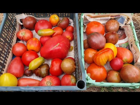 Видео: Обзор теплицы 14 июля 2022  ч.1