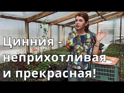 Видео: Цинния - неприхотливая и прекрасная!