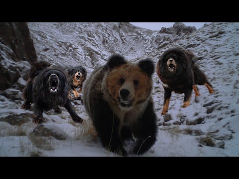 Видео: Тибетские мастифы: собаки, побеждающие медведей.