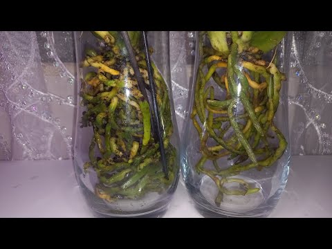 Видео: Орхидея Интрига🪴. Пересадка в Открытую Систему. Как быстро избавится от подур🪳.