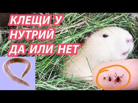 Видео: НУТРИЯ   КЛЕЩИ  ГЛИСТЫ И БЛОХИ