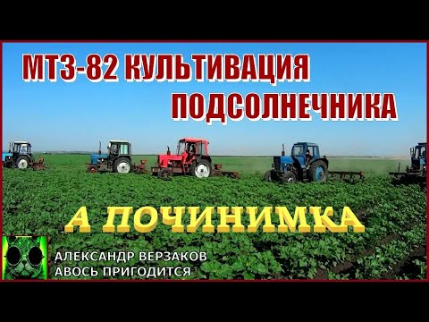 Видео: Началось в колхозе утро 8/5-й выпуск 2022г. МТЗ-82 на культивации подсолнечника.
