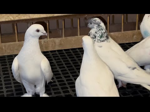 Видео: Черноносые голуби 🕊Хикмата , город Душанбе Таджикистан 🇹🇯.+992 90 511 3301