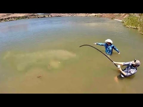 Видео: САМАЯ БОЛЬШАЯ ПРЕСНОВОДНАЯ РЫБА, ПОПАВШАЯ НА YOUTUBE?! (600 ФУНТОВ)