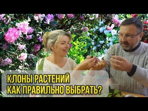Видео: Клоны растений: увлекательно и выгодно!