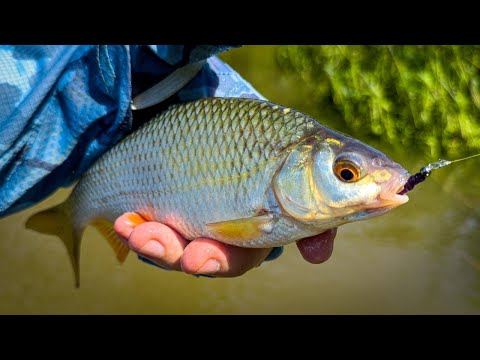 Видео: КОГДА МУТНЕЕТ ВОДА — МЕНЯЕТСЯ РЫБА! НЕПРЕДСКАЗУЕМАЯ РЫБАЛКА НА XUL СПИННИНГ