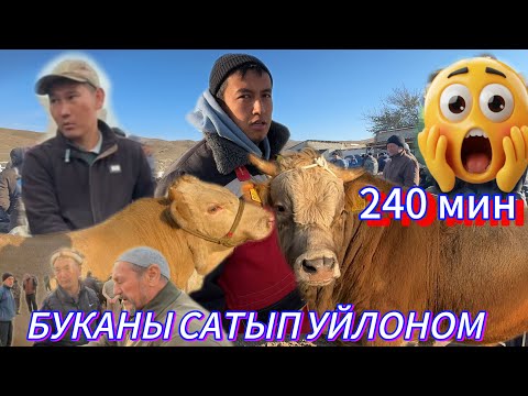Видео: АРАВАН МАЛ БАЗАР 06.11.2025ж БУКАНЫ САТЫП УЙЛОНОМ КАРТОШКА САТТЫМ БУКА АЛАМ