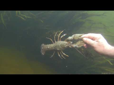 Видео: Подводные обитатели реки Сейм