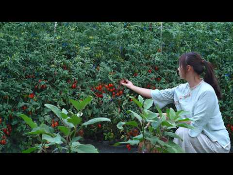 Видео: Помидоры черри — это одновременно овощ и фрукт!