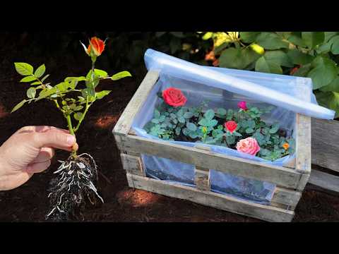 Видео: 🌹Как размножать розы в мини-теплицах в ящиках