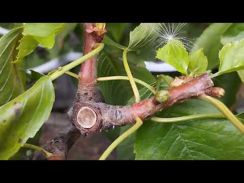 Видео: К чему приводит короткая летняя обрезка
