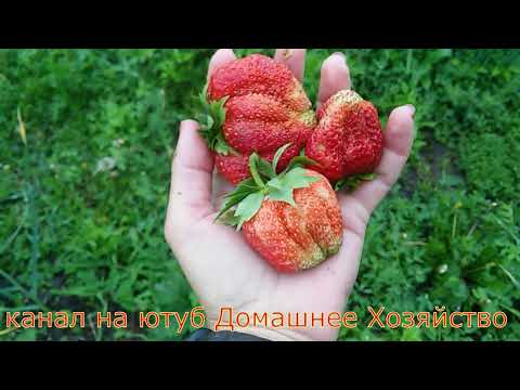 Видео: Земляника в СИБИРИ//СЛОНЕНОК И ЗЕФИР