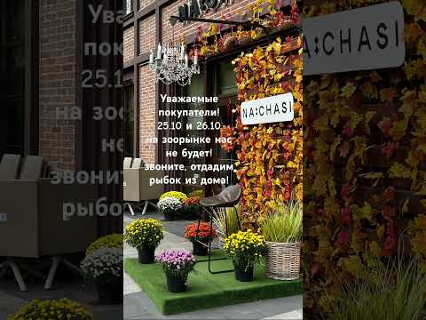 Видео: 25.10 и 26.10 работаем из дома!