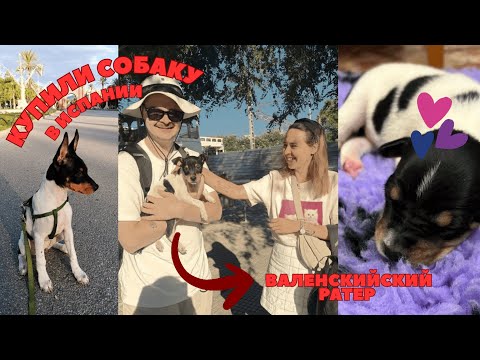 Видео: ПОКУПКА СОБАКИ В ИСПАНИИ: документы, цены, страховка и личный опыт