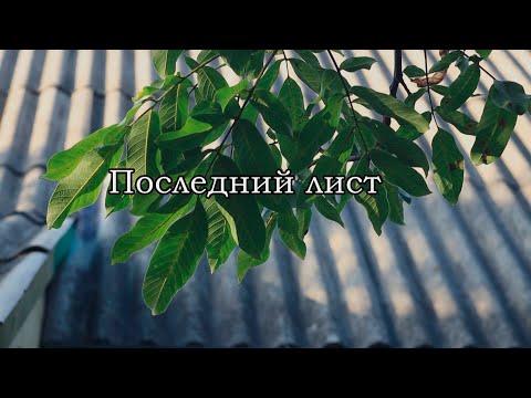 Видео: Последний лист - фильм по рассказу О.Генри