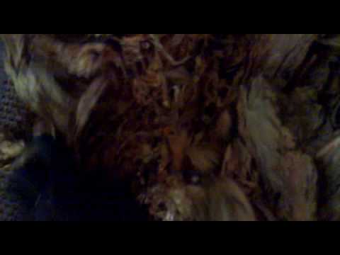 Видео: как быстро измельчить табачный лист