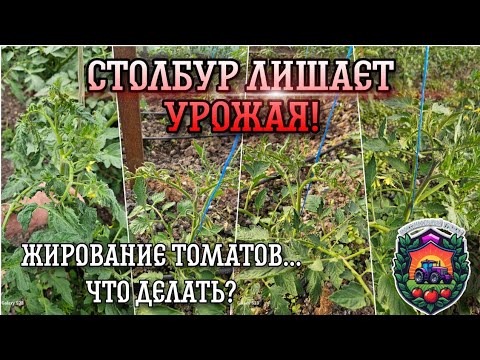 Видео: Столбур лишает урожая | Как победить ЖИРОВАНИЕ