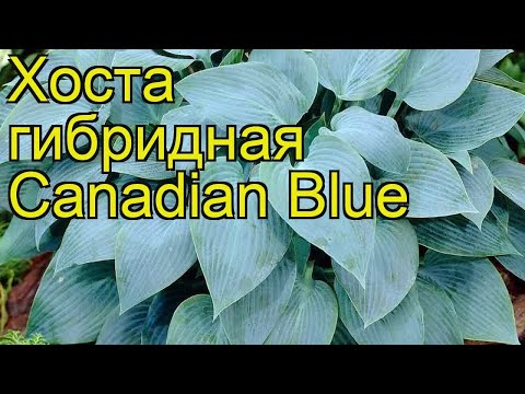 Видео: Хоста гибридная Канадиан Блу. Краткий обзор, описание характеристик hosta hybrida Canadian Blue