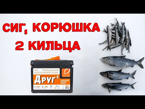 Видео: Сиг, корюшка, 2 кильца. Рыбалка в Карелии. Обзор рыболовного ящика "Друг 2".