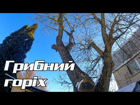 Видео: Прибираємо пів горіха
