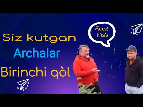 Видео: Сиз кутган.. Пихта .Арчалар. Декоративлар.