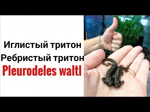 Видео: Иглистый тритон. Ребристый тритон.Pleurodeles waltl.