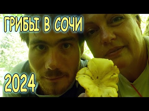 Видео: Грибы в Сочи 2024 г. 28 сент. Лисички, чёрные лисички, дубовики, ежовик, мухомор, боровик, грабовик.