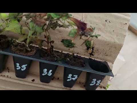 Видео: Черенки от вегетка нн. Слабонервным не смотреть!!!!