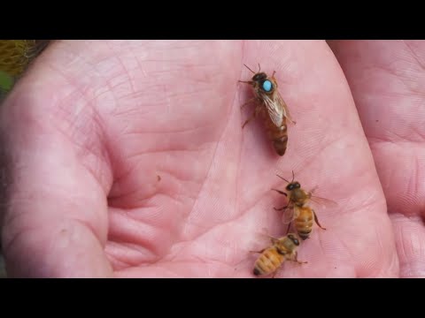 Видео: Підсаджуємо бджоломатку правильно!