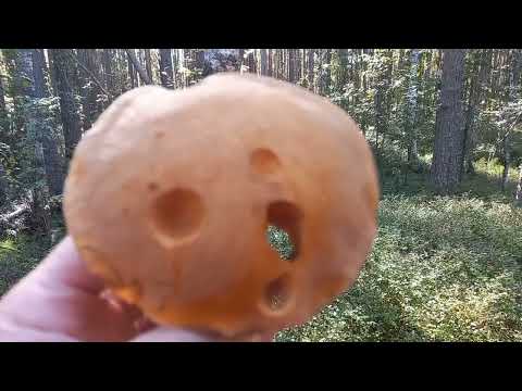Видео: Природа в сентябре 5.09.25.