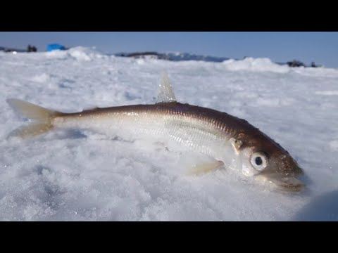 Видео: ЛОВ КОРЮШКИ В СЕРЕДИНЕ ДЕКАБРЯ НА ИМАНДРЕ. ЯГЕЛЬНЫЙ БОР. "SMELT FISHING IN MID-DECEMBER ON IMANDRA".