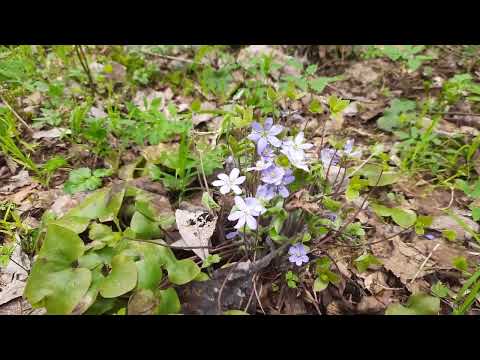 Видео: Поиск металла на новом месте.